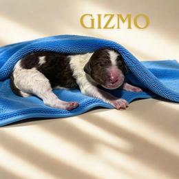 Gizmo - Parti male Goldendoodle puppy in Ellenburg Center, New York from Kristin's Puppies