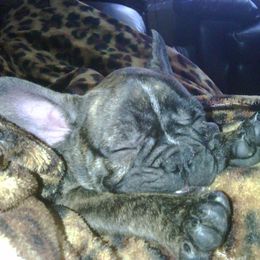 French Bulldog Puppies from Teri's French Bulldogs of West Texas