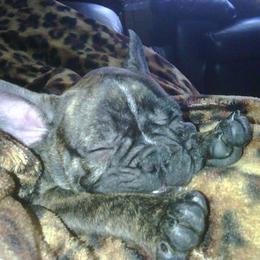 French Bulldog Puppies from Teri's French Bulldogs of West Texas