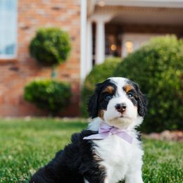 Aussiedoodle, Cavapoo, and Miniature American Shepherd Puppies from Maddilyn Dennett