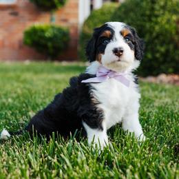 Aussiedoodle, Cavapoo, and Miniature American Shepherd Puppies from Maddilyn Dennett