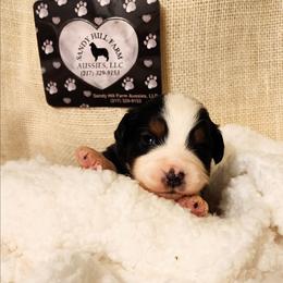 Oreo - Black tri male Toy Australian Shepherd puppy in Logansport, Indiana from Sandy Hill Farm Aussies, LLC