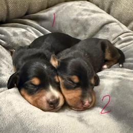 Girl 1 - Black and tan female Dachshund puppy in Waco, Georgia from Huff Family Doxies & Doodles