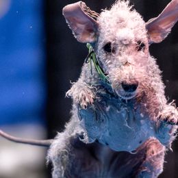 Bedlington Terriers from Northstar Bedlingtons