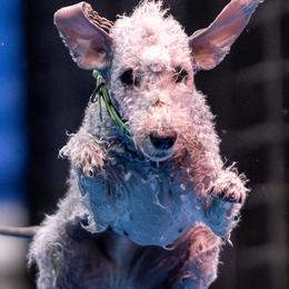 Bedlington Terriers from Northstar Bedlingtons