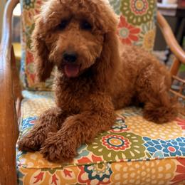Rosie - Goldendoodle