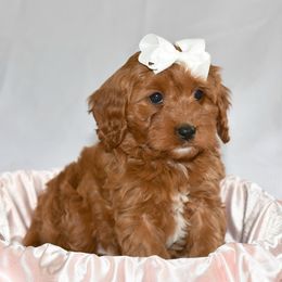 Cavapoos, Goldendoodles, and Poodles from True Hearted Doodles