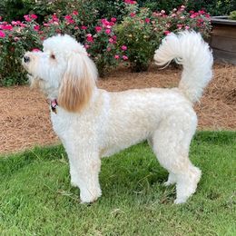 Goldendoodles from Sugar Bay Doodles