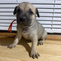 Orange - Yellow female Black Mouth Cur puppy in Warsaw, Missouri from Heritage Cow Dogs