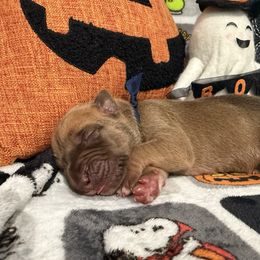 Jeykll - Chocolate male Great Dane puppy in Altoona, Alabama from Sovereignty Woods Great Danes