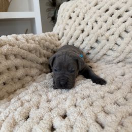 BLUE - Gray male Cane Corso puppy in Plymouth, California from The Dorado Ranch