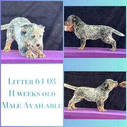 L64-03 - Blue mottled male Australian Cattle Dog puppy in Sheridan, Oregon from 6pk Cattledogs