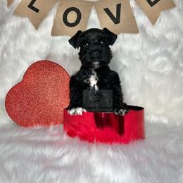 Miniature Schnauzer Puppies from Fraizer Farms