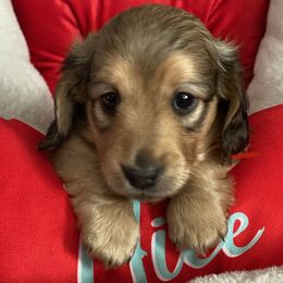 Dachshund Puppies from Jantera Mini Longhair Dachshunds