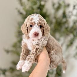 Hazel girl - Cream female Goldendoodle puppy in Rio Linda, California from Plush Doodles