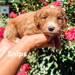 Snips - Apricot female Goldendoodle puppy in Jacksonville, Florida from First Coast Goldendoodles