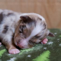 Australian Shepherd Puppies from River Run Australian Shepherds
