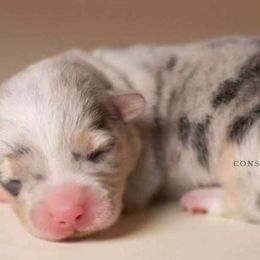 American Corgis and Pembroke Welsh Corgis from Constellation Corgi