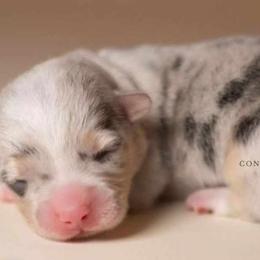American Corgis and Pembroke Welsh Corgis from Constellation Corgi