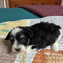 Archie - Parti male Schnoodle puppy in Huron, Tennessee from Wilma's Paw-Paw Patch