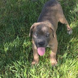Teal Collar Female - Gray and fawn female Cane Corso puppy in Lewistown, Montana from Corsi Amore Kennels