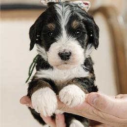 Athena - Green Collar Female - Tri-color female Bernedoodle puppy in Kamas, Utah from A + E Farms