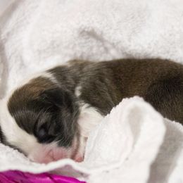 Pembroke Welsh Corgi Puppies from Cosmere Corgis