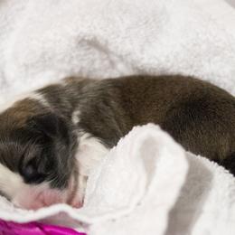 Pembroke Welsh Corgi Puppies from Cosmere Corgis