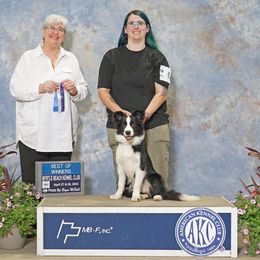 Australian Shepherd and Border Collie All Grown Up from Lightspeed Kennels