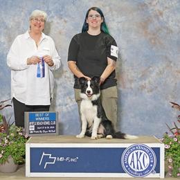 Australian Shepherd and Border Collie All Grown Up from Lightspeed Kennels