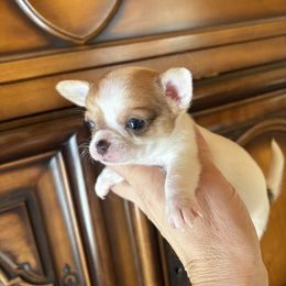 Light blue - Sable spotted white male Chihuahua puppy in Isanti, Minnesota from Happy Little Chihuahuas