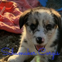 American Corgis, Cardigan Welsh Corgis, and Pembroke Welsh Corgis from Schumaker Corgis