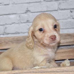 Cream girl - Cream female Dachshund puppy in Seminary, Mississippi from Down South Mavericks Dachshunds