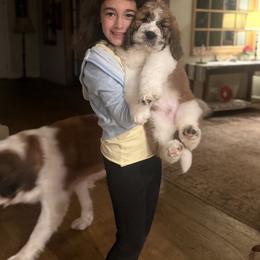 Saint Berdoodle Puppies from Country Manor Saint Berdoodles