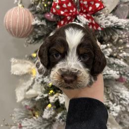 Light blue boy - Tri-Roan male English Springer Spaniel puppy in Lincoln, Texas from LeeCo. Springers