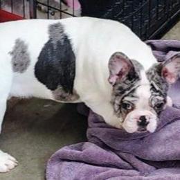 LC - French Bulldog
