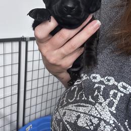 Dachshund Puppies from Burnett’s Dachshunds