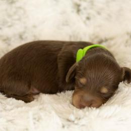 Choc and cream boy 1 - Chocolate and cream male Dachshund puppy in Seminary, Mississippi from Down South Mavericks Dachshunds