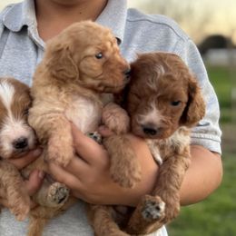 Cavapoos from E&B