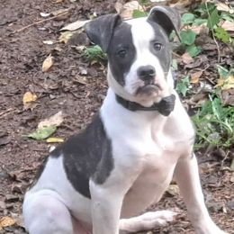 Princess - White and brindle female American Bulldog puppy in La Porte, Indiana from Slayton's American Bulldogs