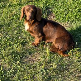 Tybee - Chocolate female Dachshund puppy in Dawson, Alabama from Bells Dashing Dachshunds