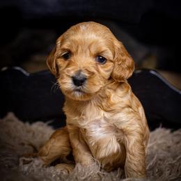 Luna - Red female Bernedoodle puppy in Tyner, Kentucky from Good Dog Doodles
