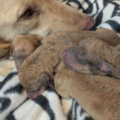 B - Sedge male Chesapeake Bay Retriever puppy in Soap Lake, Washington from Desert Oasis Kennels