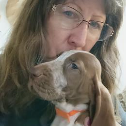 Orange Collar Gwenivere Girl Bracco Puppy - White and chestnut female Bracco Italiano puppy in Albion, Michigan from Bracco Dynasty
