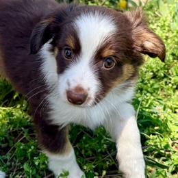 Otter (AKC and ASDR) - Red tri-color male Miniature American Shepherd puppy in Stockton, Missouri from Kizmit Farmz