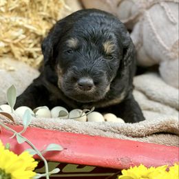 Star - Phantom female Bernedoodle puppy in Lookout, California from Remington Kennels, LLC