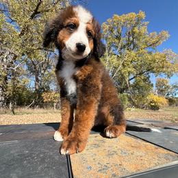 Big Chocolate Boy 1- Waylon - Chocolate merle male Bernedoodle puppy in Sioux Falls, South Dakota from WhiskeyCreek Doodles