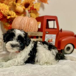Havanese Puppies from Havanese Braggers