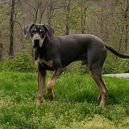 Kevin - Great Dane