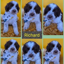 Richard - Chocolate male Goldendoodle puppy in Decatur, Tennessee from Diamond's Doodles